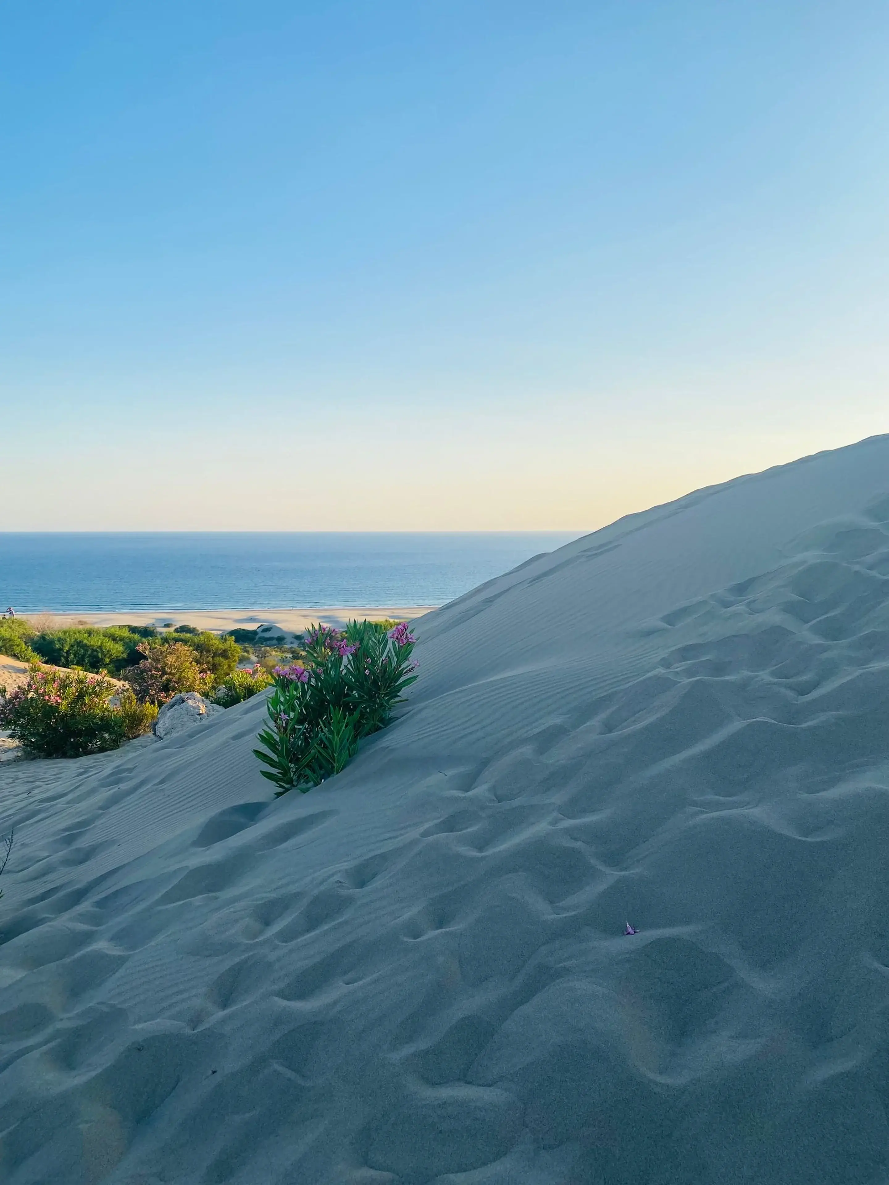 Duna com vegetação diante do oceano ao entardecer
